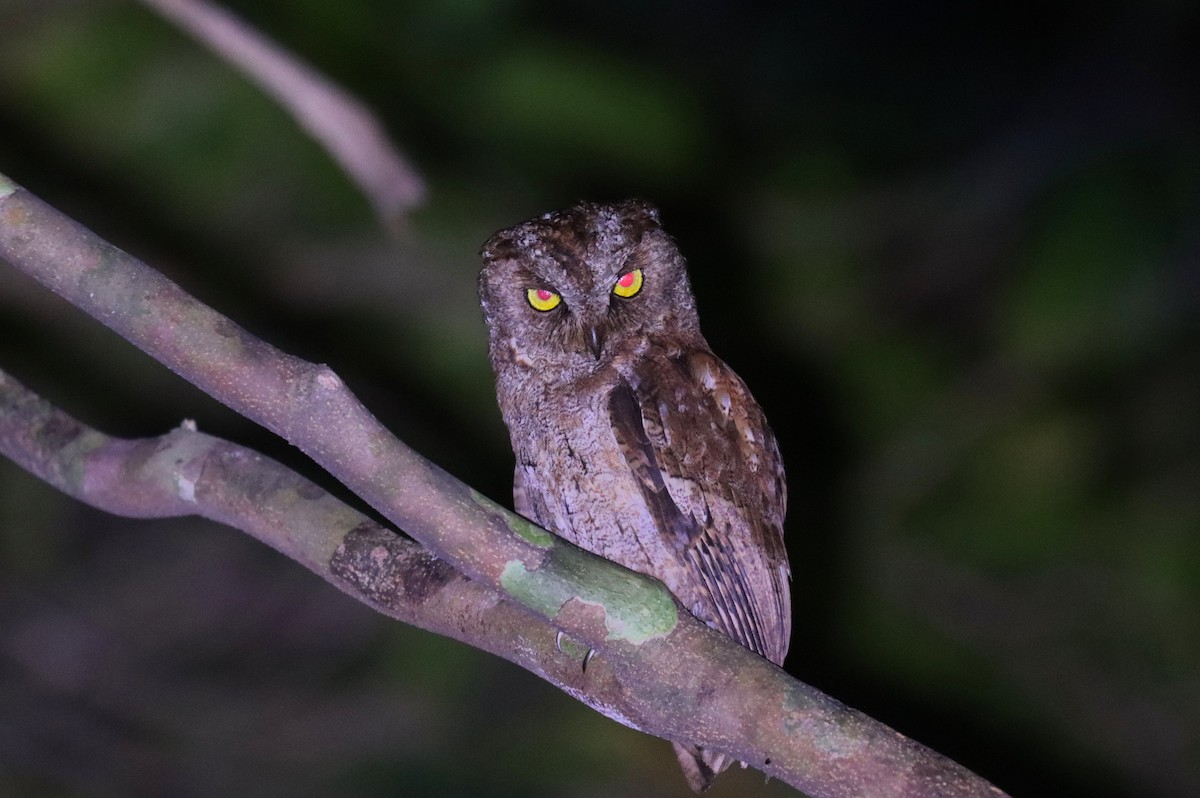 Principe Scops-Owl - ML630381248