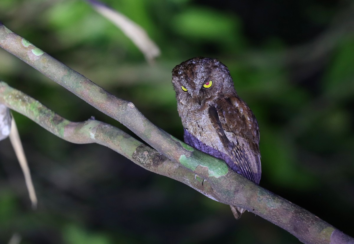 Principe Scops-Owl - ML630381384