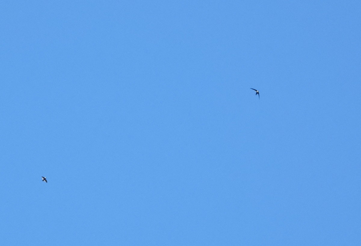 Great Swallow-tailed Swift - ML630381610