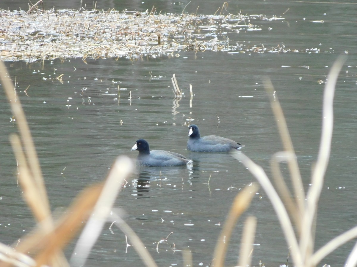 American Coot - ML630381645