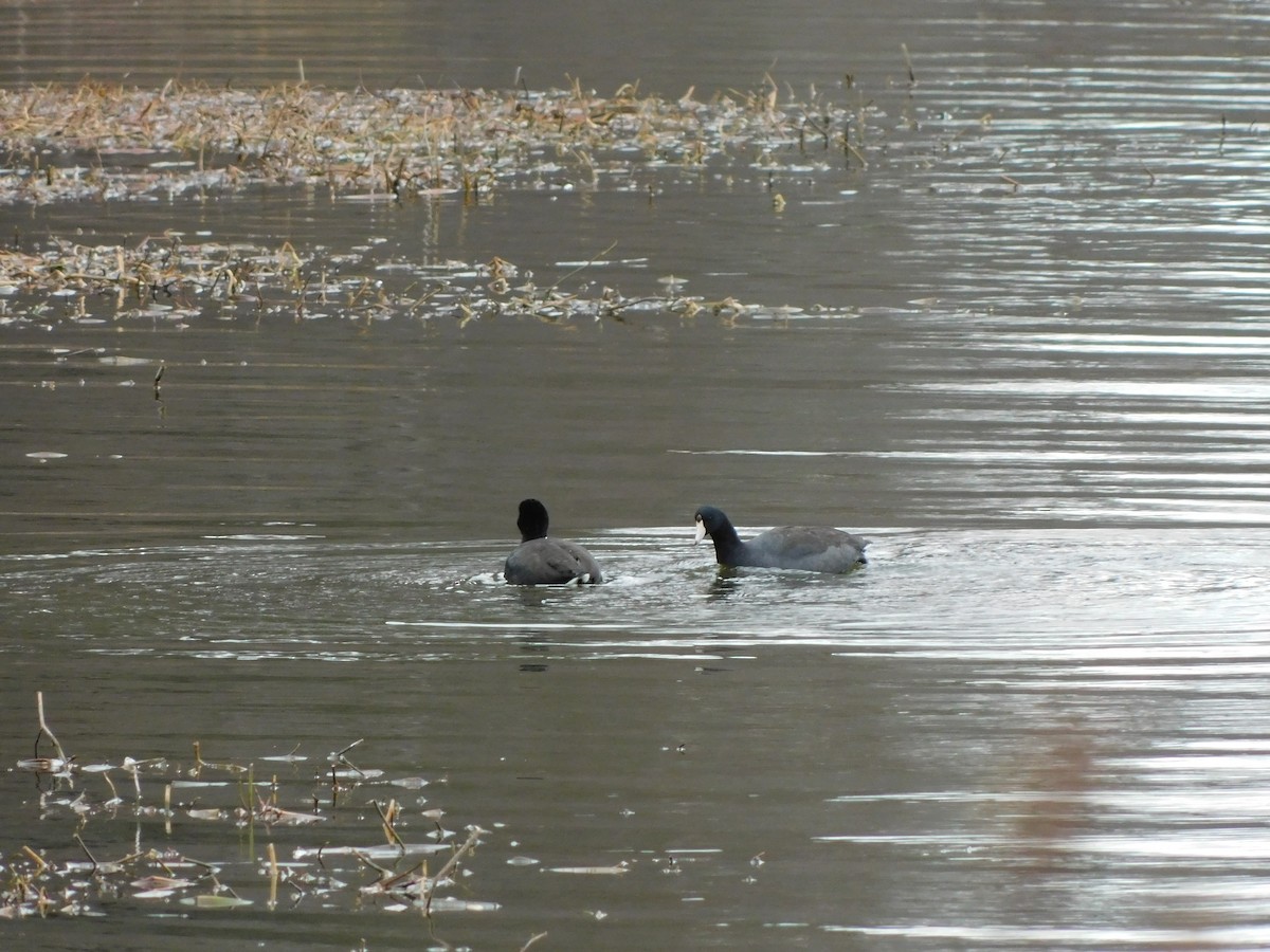 American Coot - ML630381646