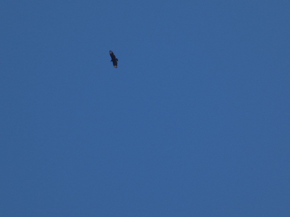 Black Vulture - ML630381765