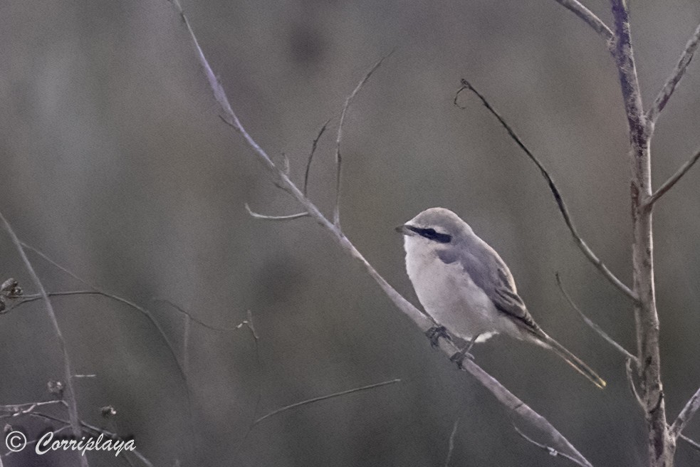 Isabelline Shrike - Fernando del Valle