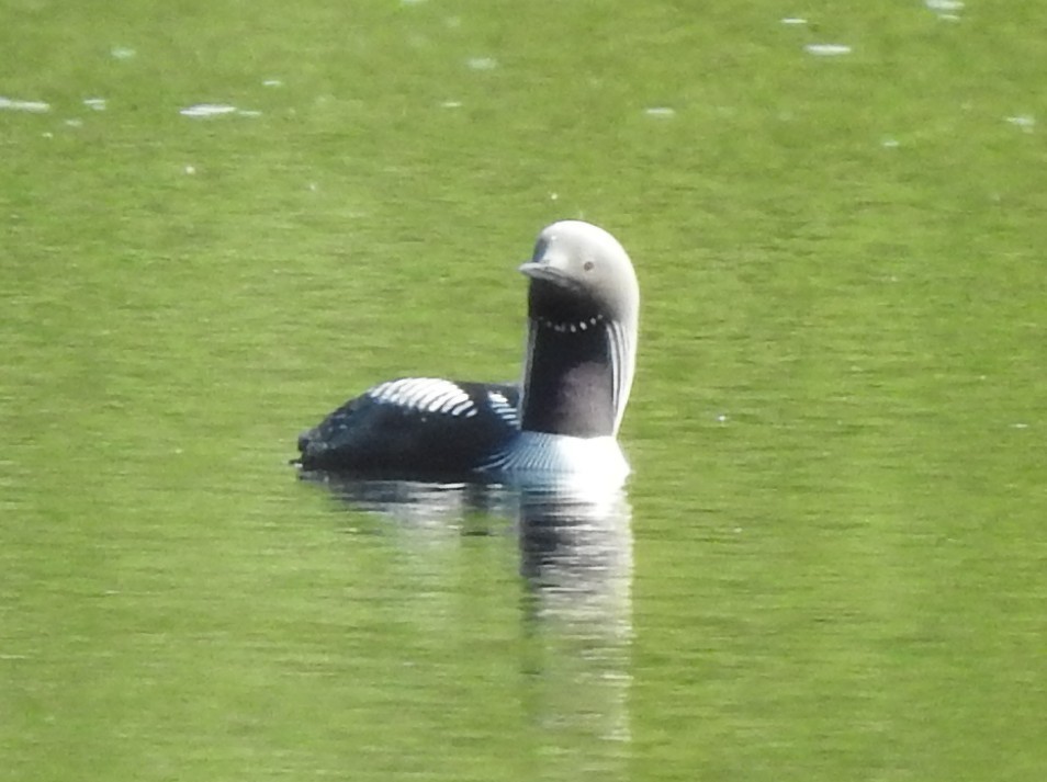 Pacific Loon - ML630381866