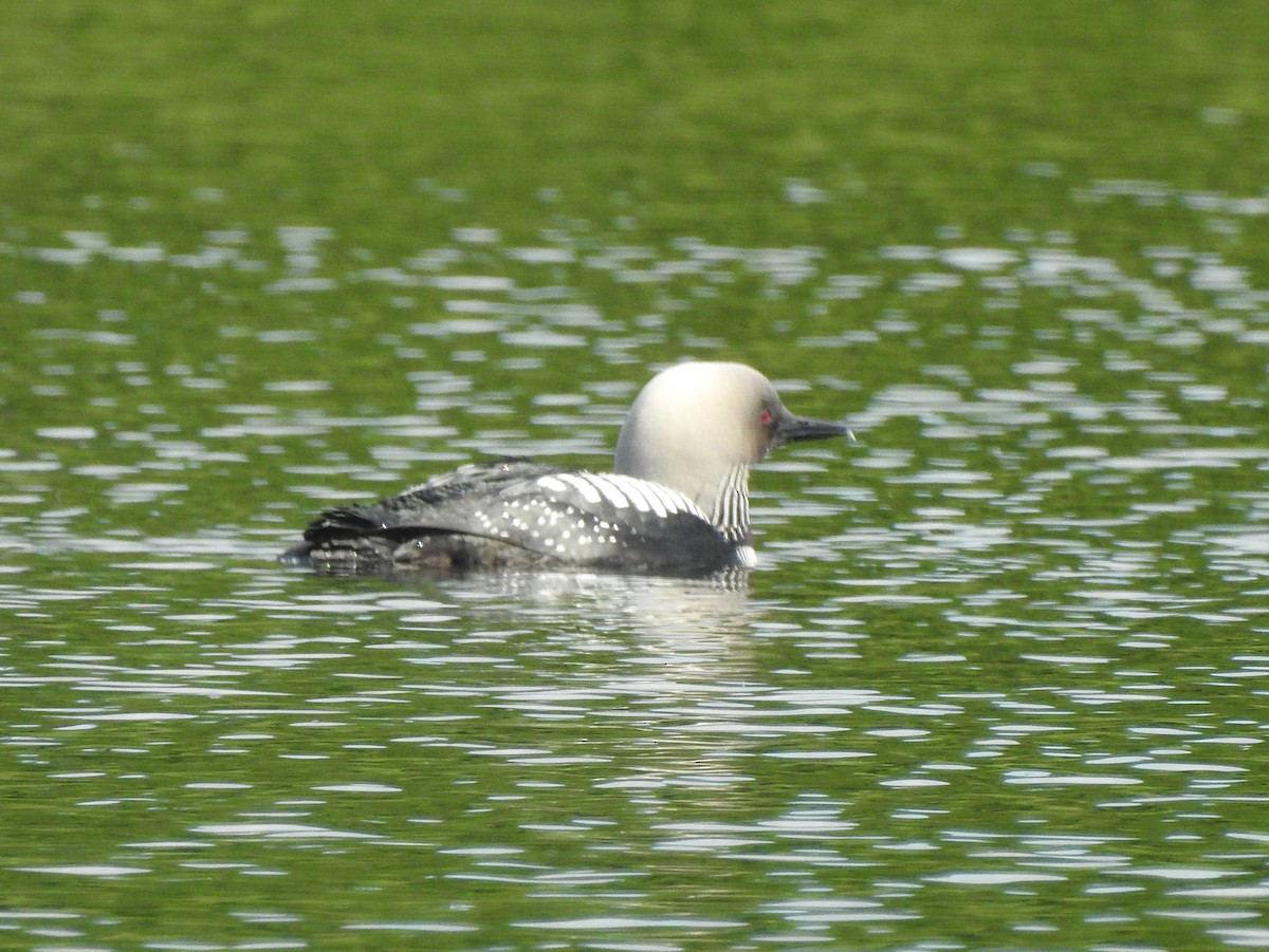 Pacific Loon - ML630381867
