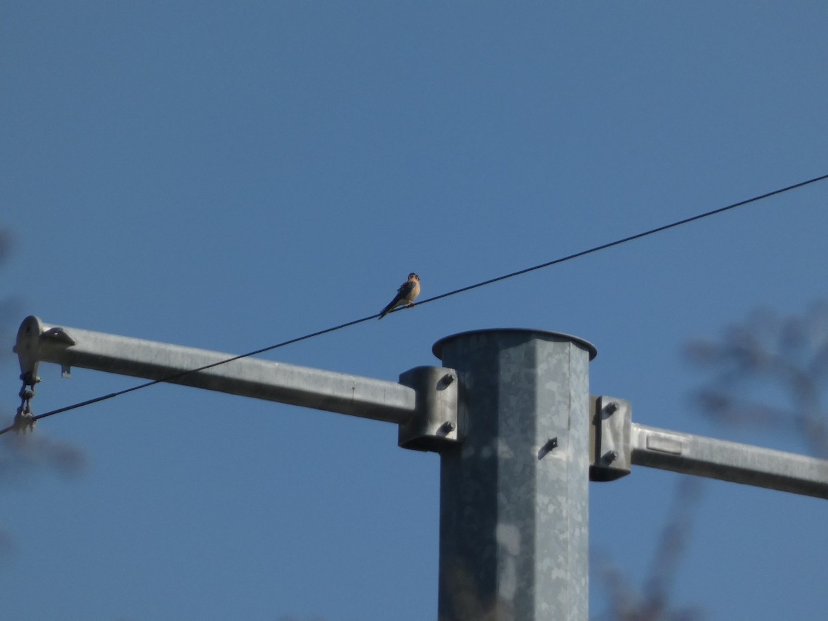 American Kestrel - ML630381900