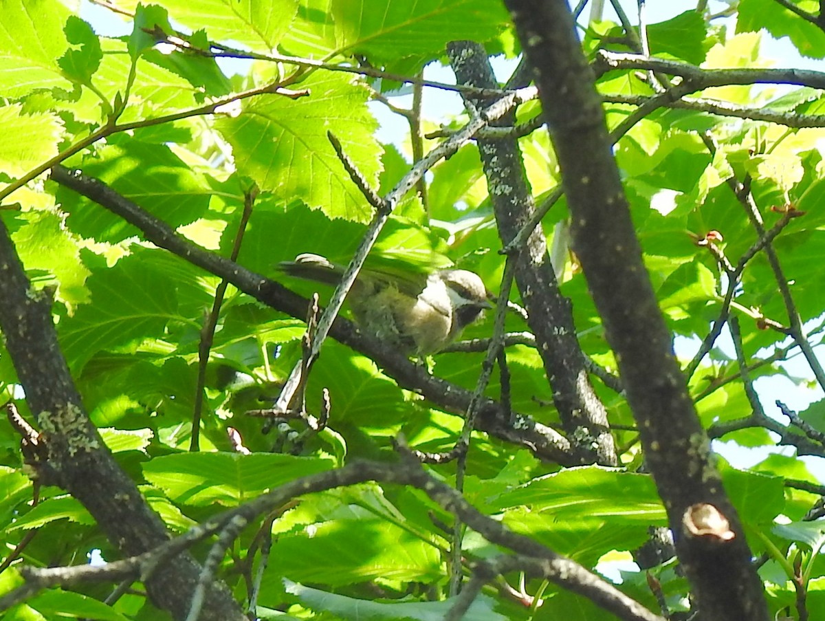 Boreal Chickadee - ML630381988