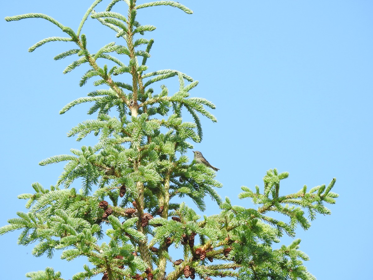 Ruby-crowned Kinglet - ML630382032