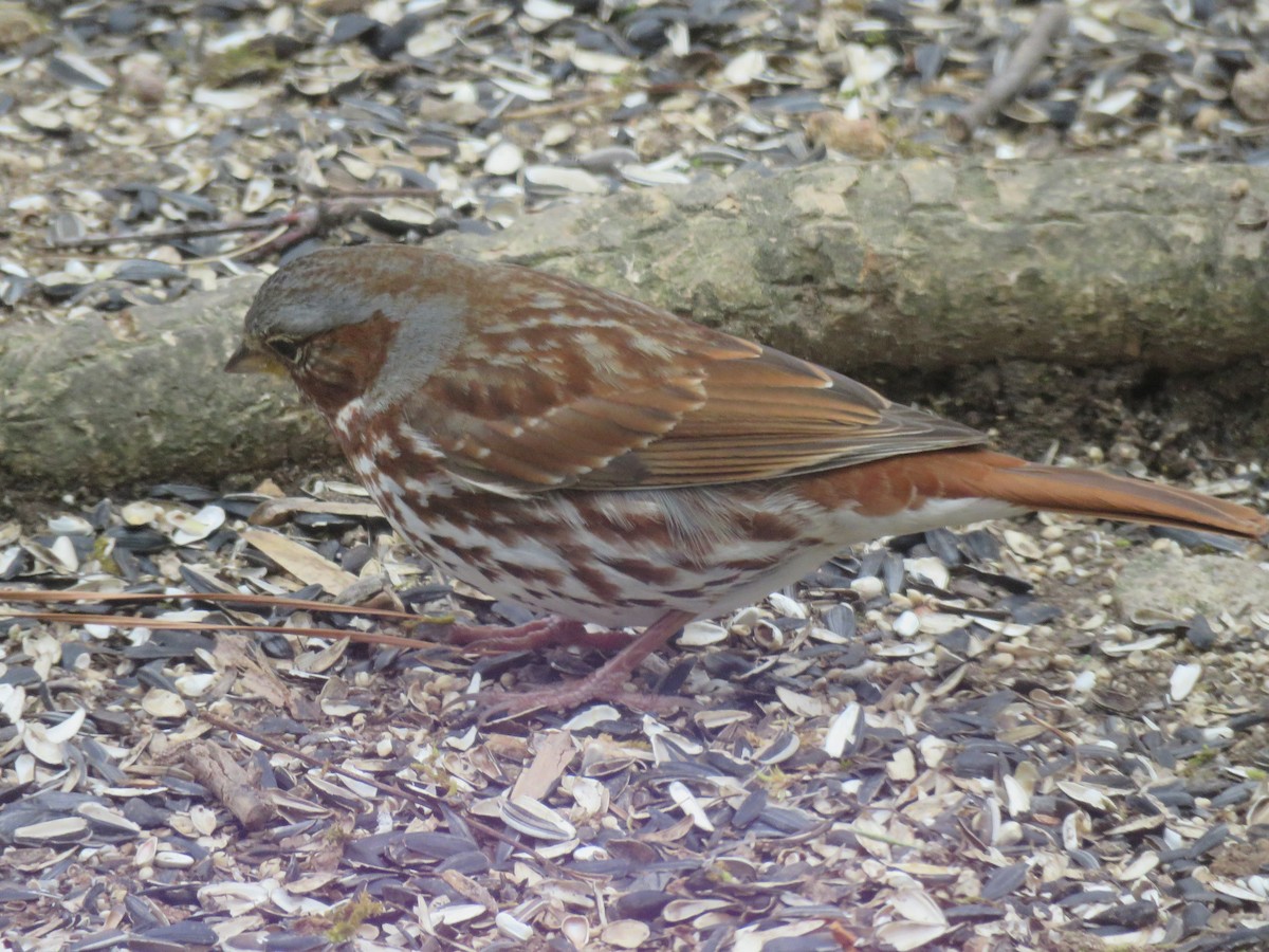 Fox Sparrow - ML630382220
