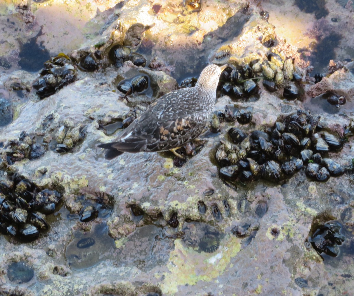 Surfbird - ML630382264