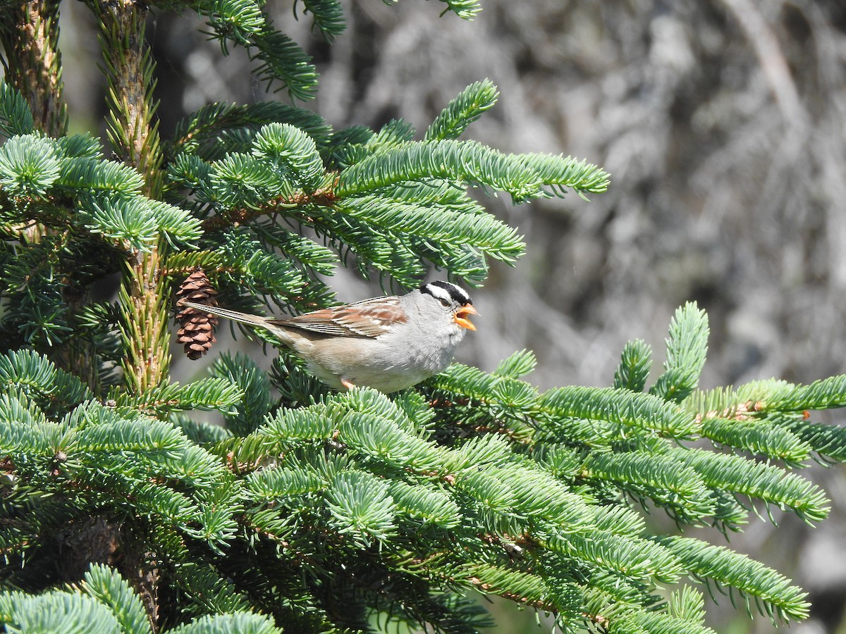 White-crowned Sparrow - ML630382269