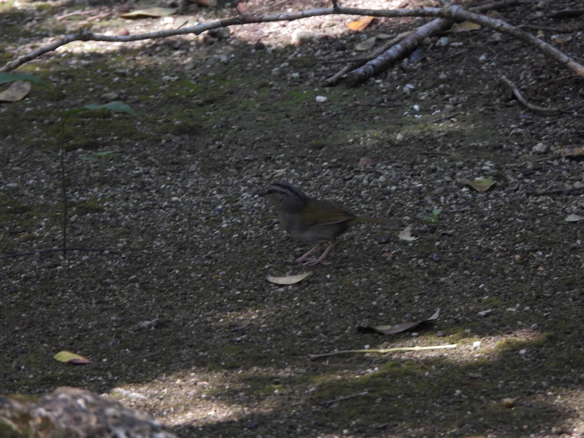 Olive Sparrow - Roberta Stavely