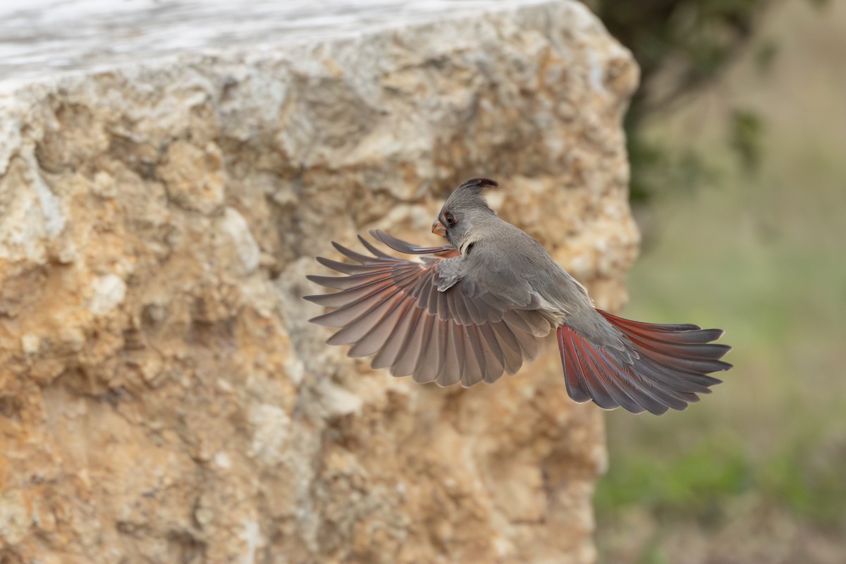 Pyrrhuloxia - ML630382359