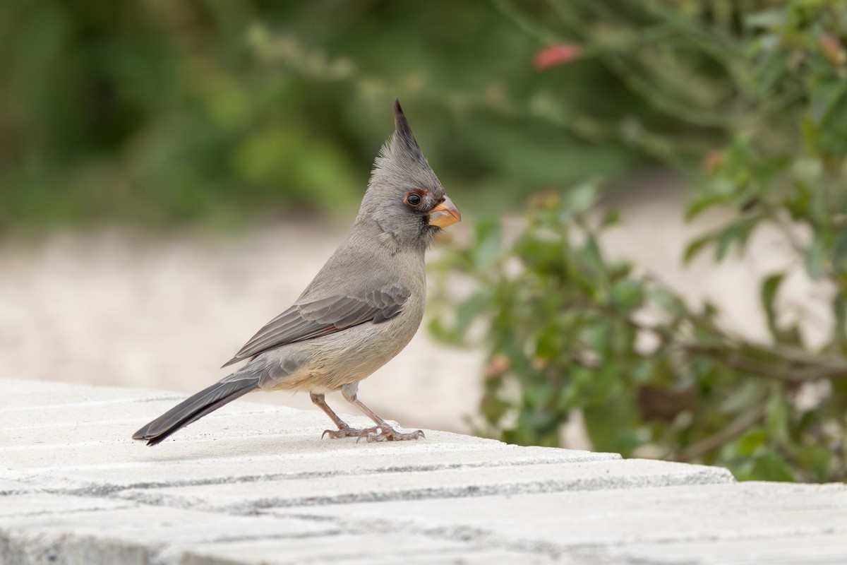 Pyrrhuloxia - ML630382360