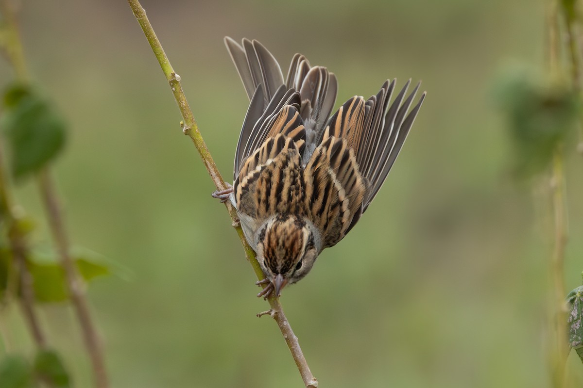 Chipping Sparrow - ML630382893
