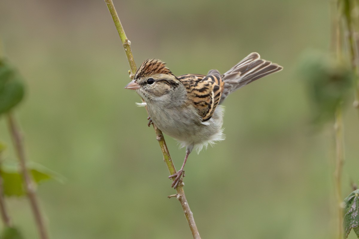Chipping Sparrow - ML630382900