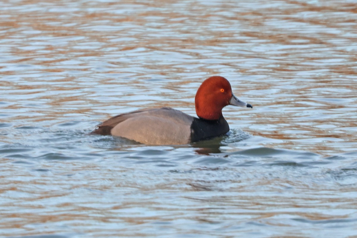 Redhead - ML630382969