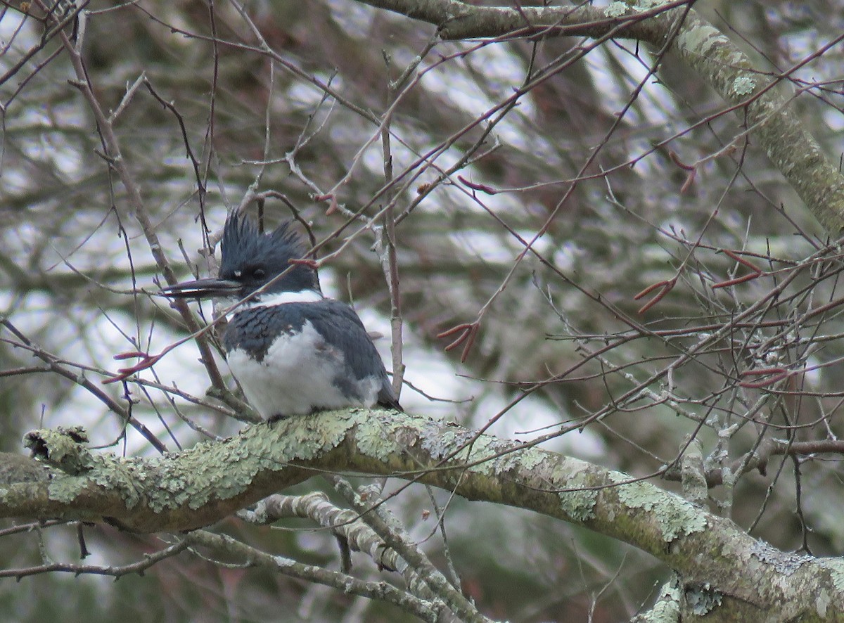 Belted Kingfisher - ML630383062