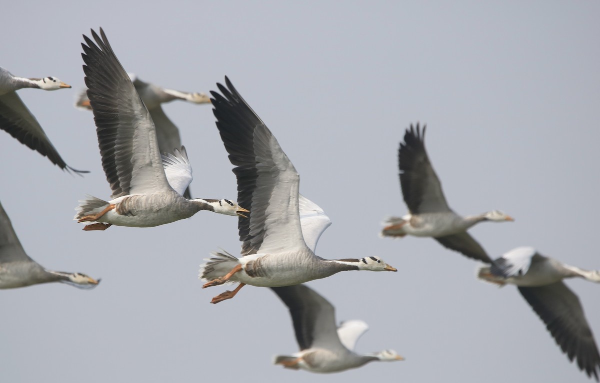 Bar-headed Goose - ML630383167