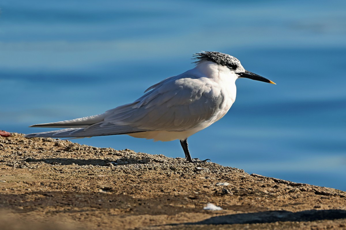 Sandwich Tern - ML630383509