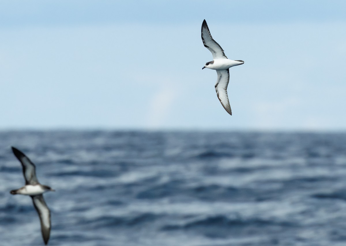 Stejneger's Petrel - ML630383514