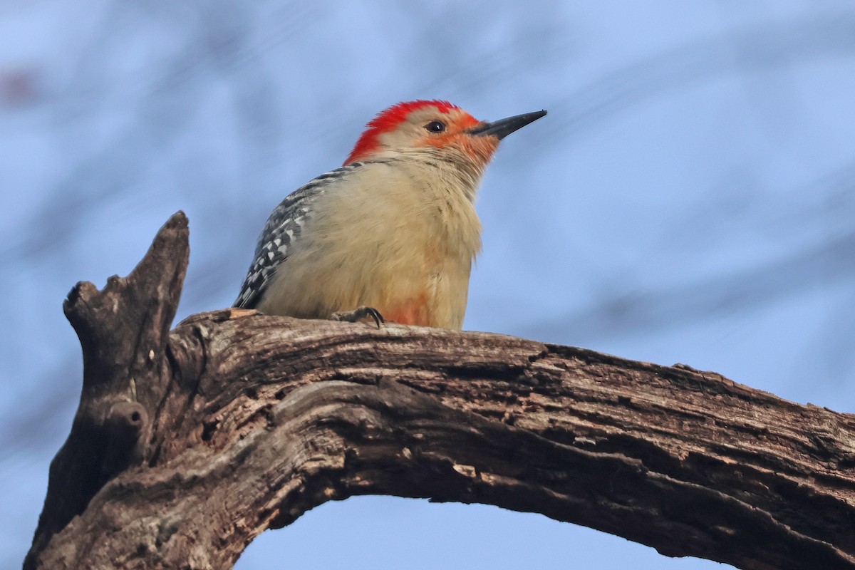 Red-bellied Woodpecker - ML630383544