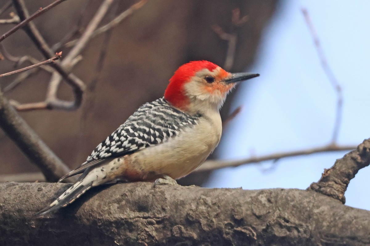 Red-bellied Woodpecker - ML630383545