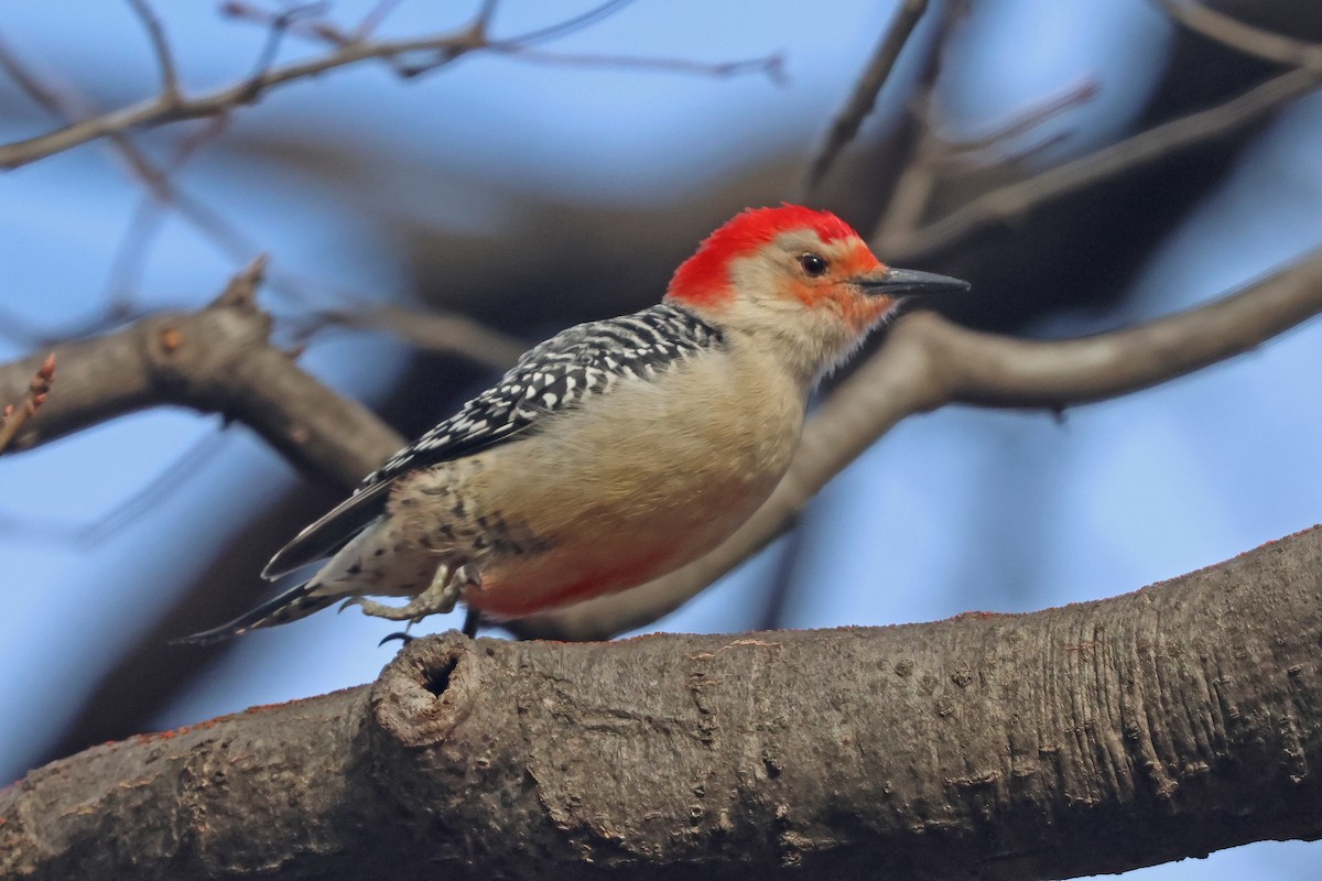 Red-bellied Woodpecker - ML630383546