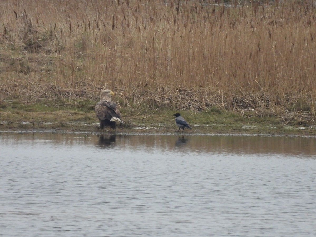 White-tailed Eagle - ML630383692