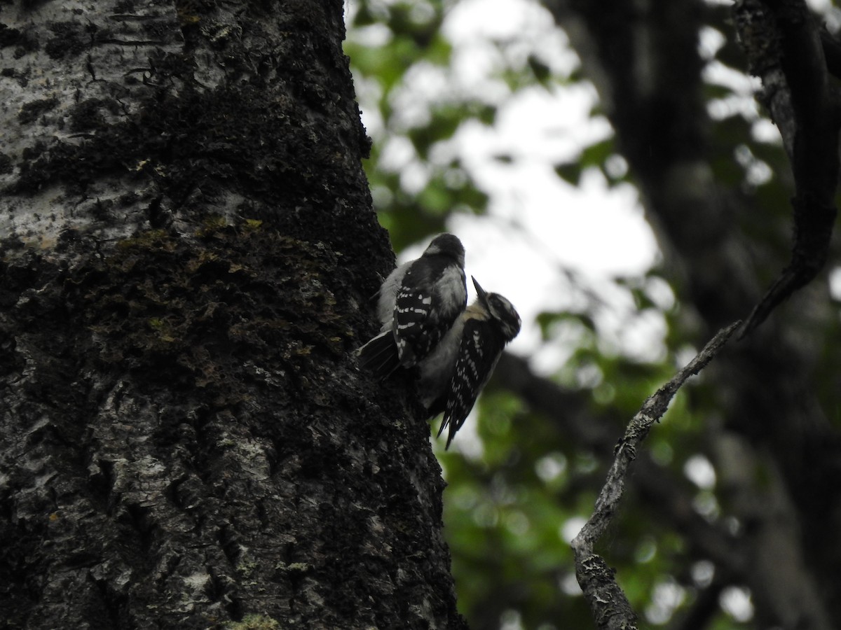 Downy Woodpecker - ML630383721