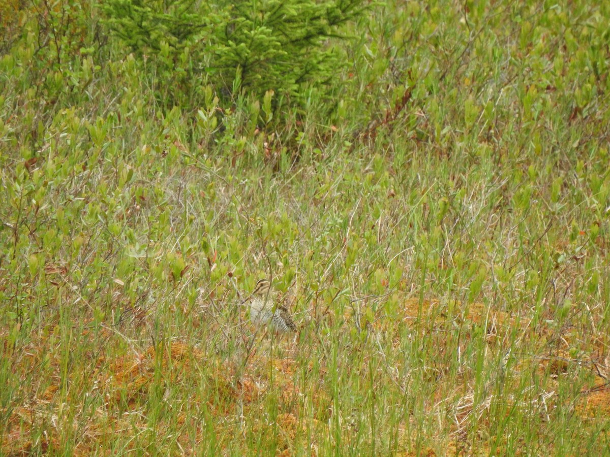 Wilson's Snipe - ML630383741