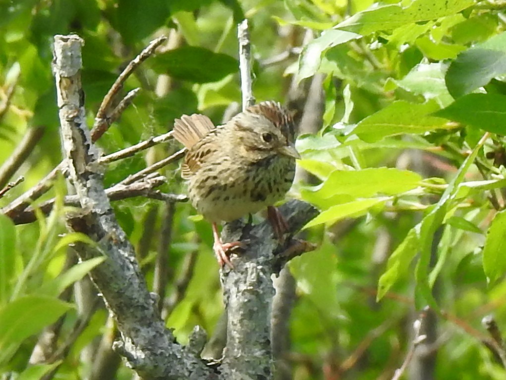 Lincoln's Sparrow - ML630383991