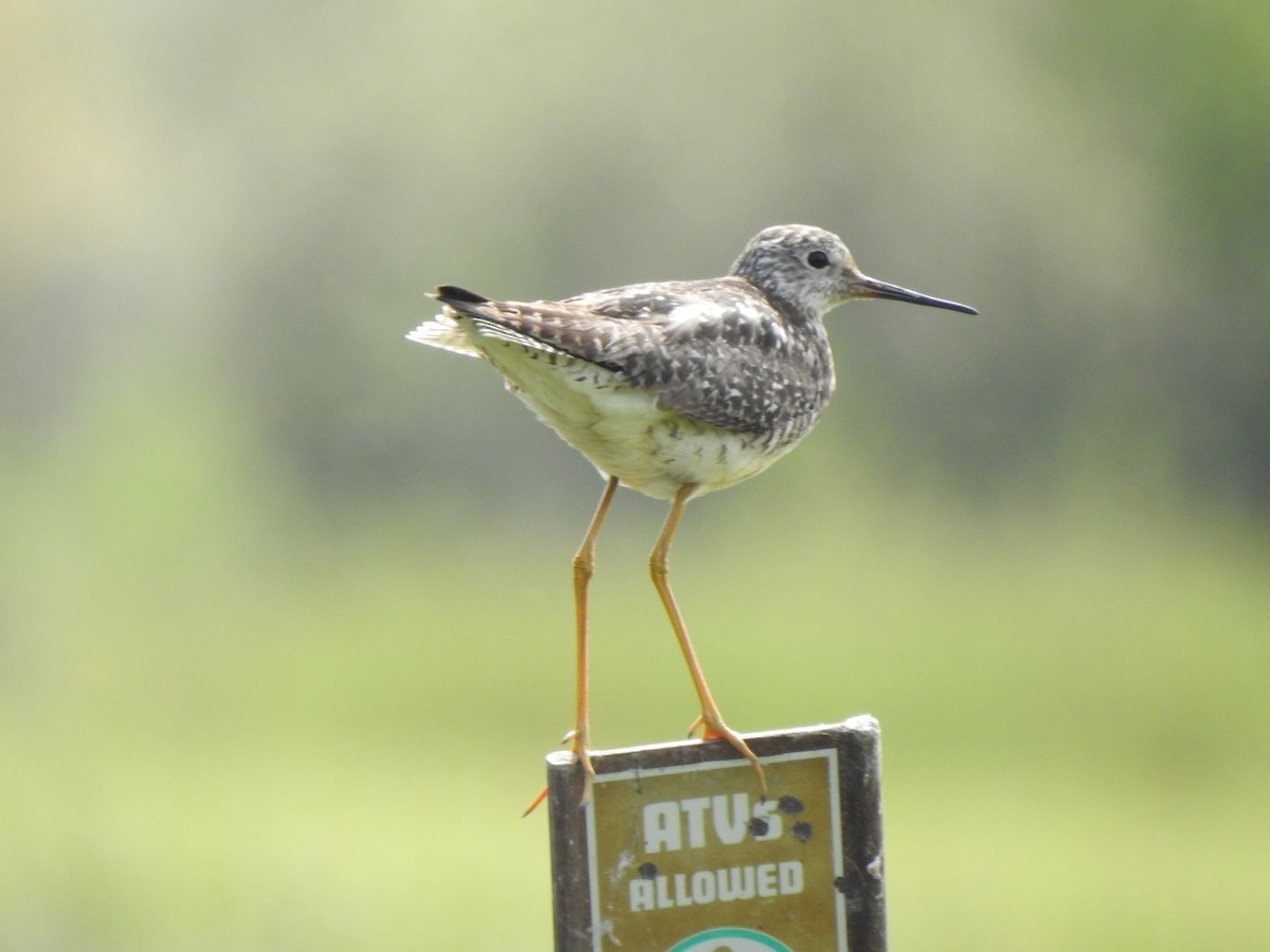 Lesser Yellowlegs - ML630384017