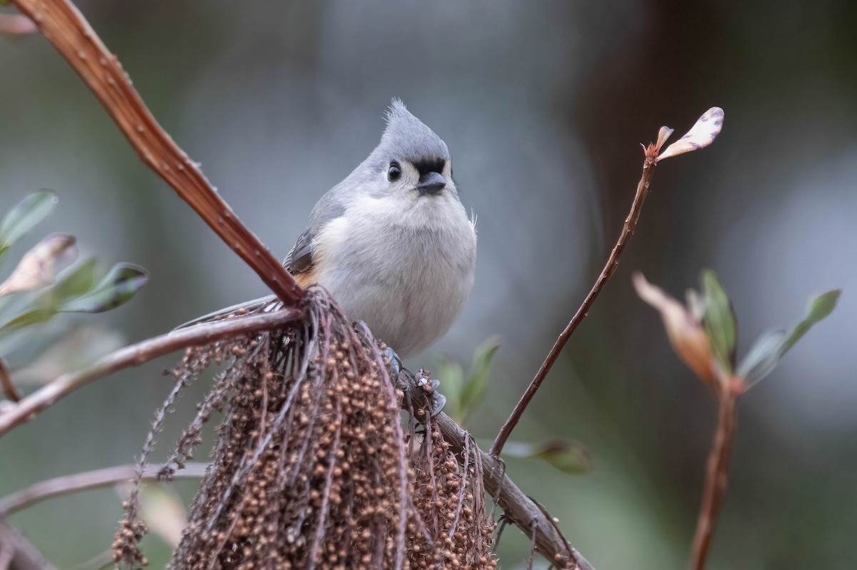 Tufted Titmouse - ML630384083