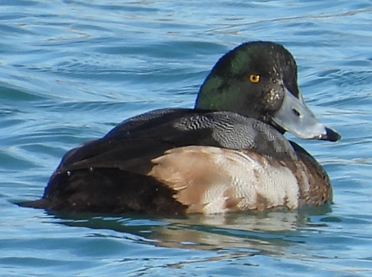 Greater Scaup - ML630384123