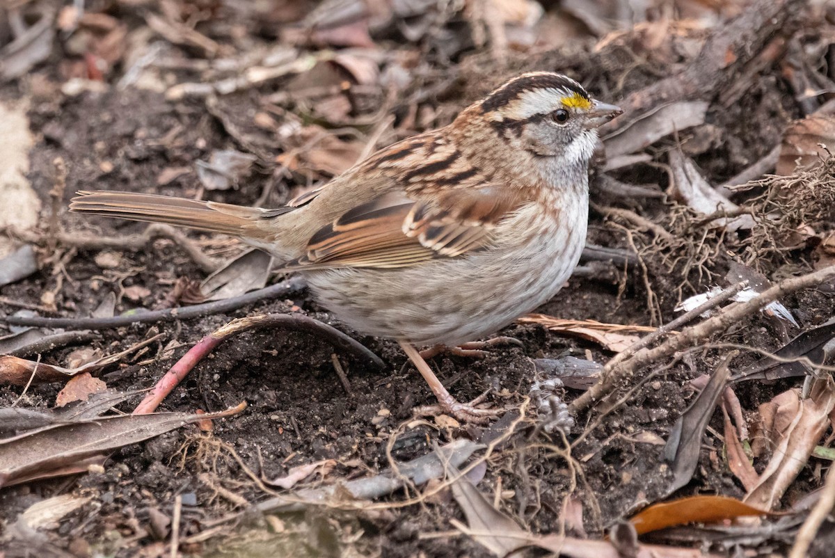 White-throated Sparrow - ML630384140