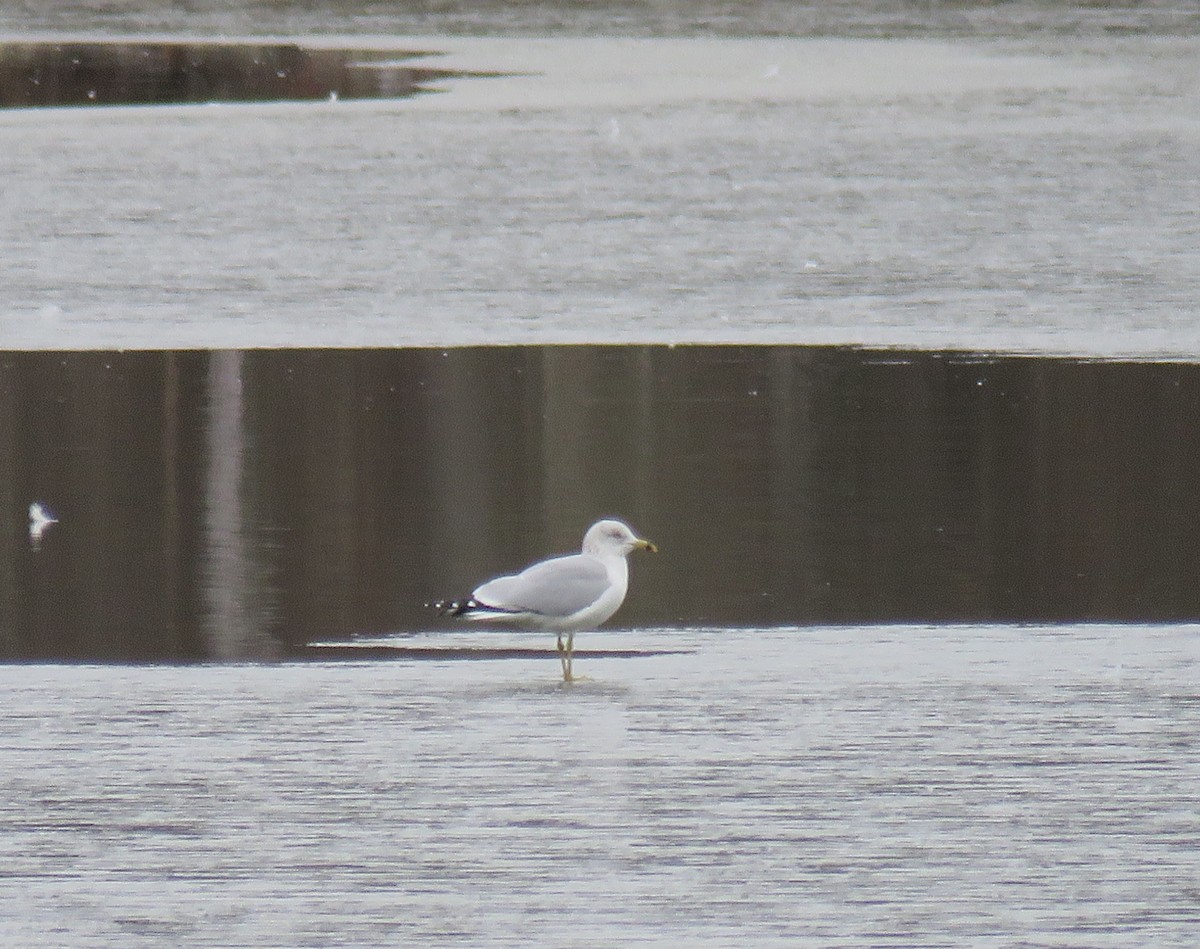 Ring-billed Gull - ML630384162