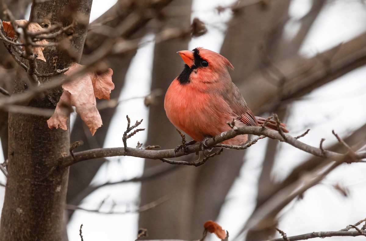 Northern Cardinal - ML630384171