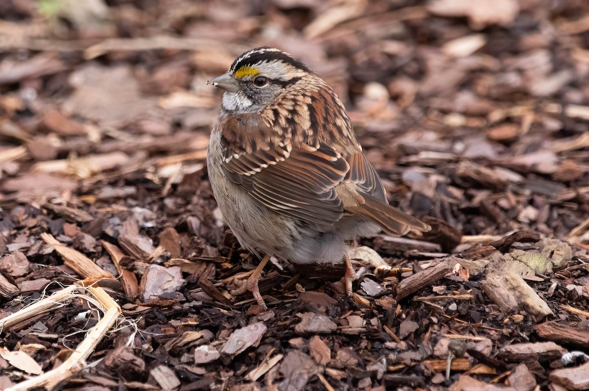 White-throated Sparrow - ML630384309