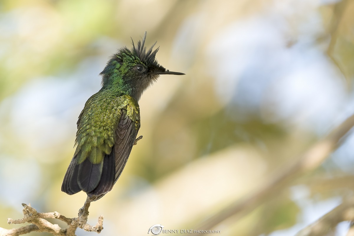 Antillean Crested Hummingbird - ML630384397