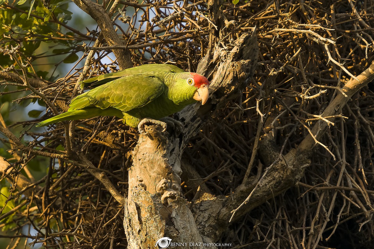 Red-crowned Amazon - ML630384455