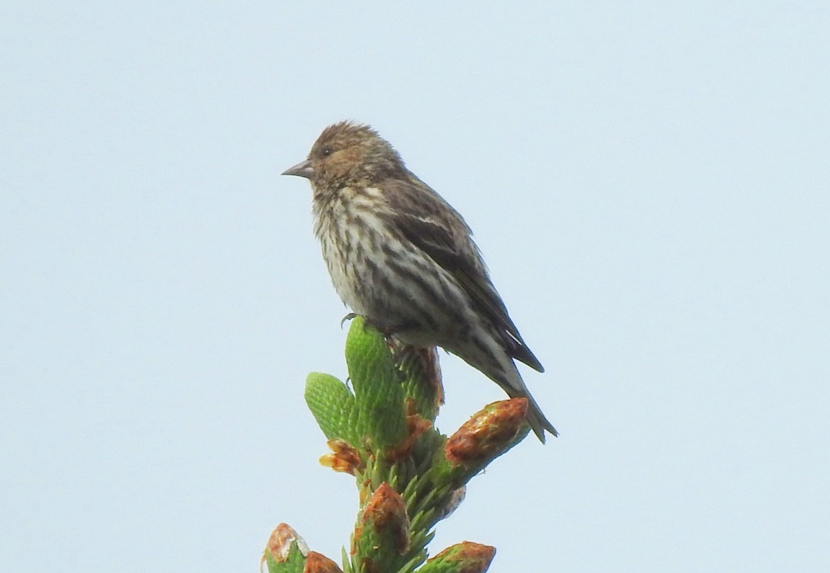 Pine Siskin - ML630384508