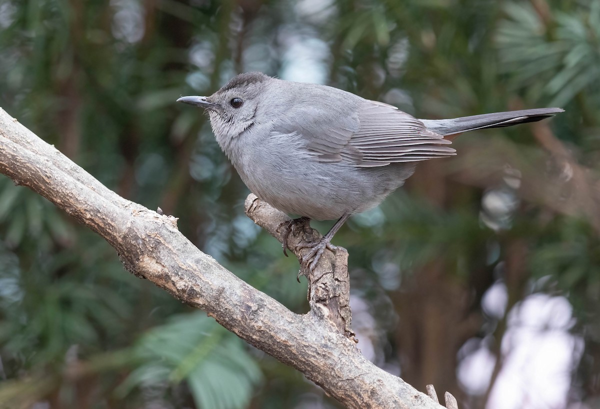 Gray Catbird - ML630384616