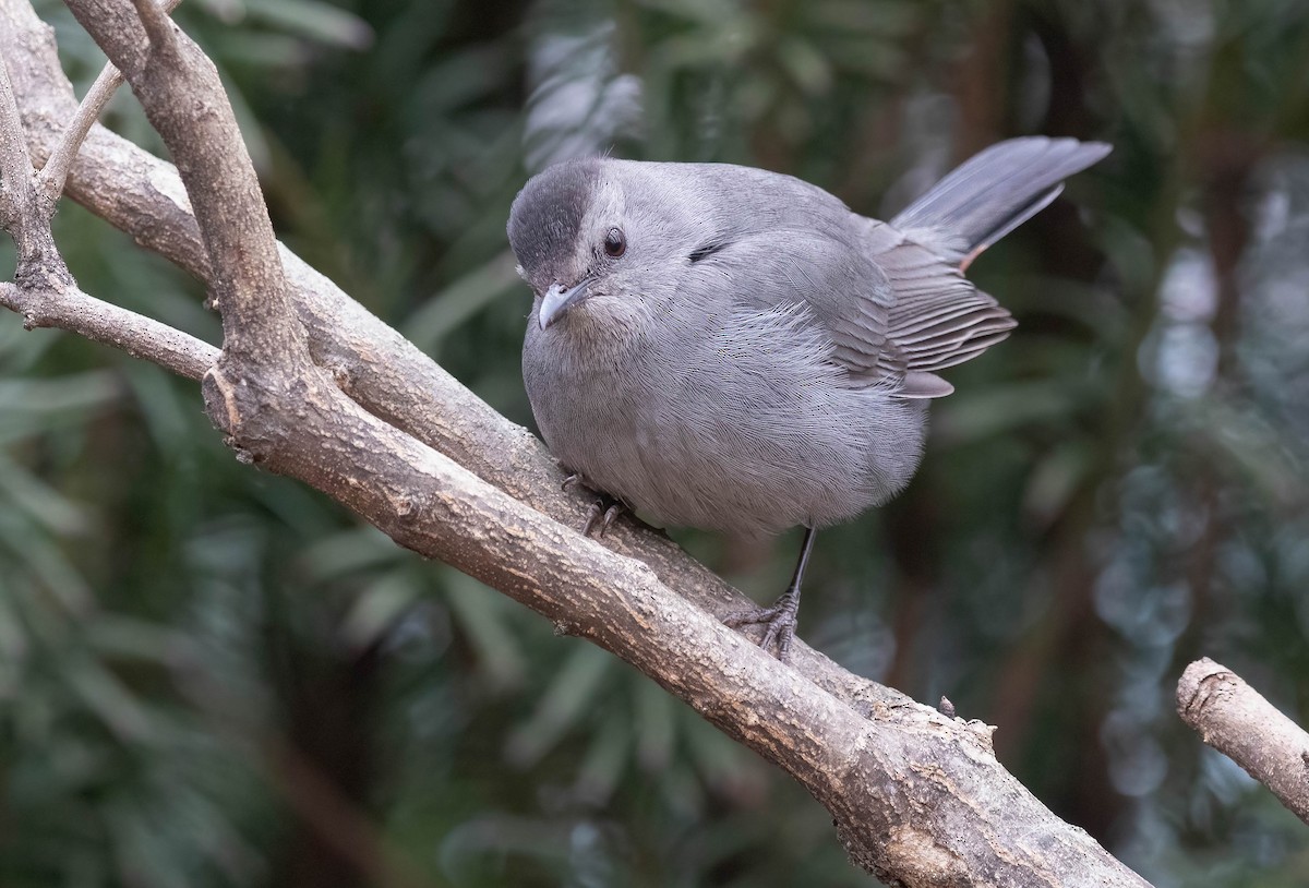 Gray Catbird - ML630384619
