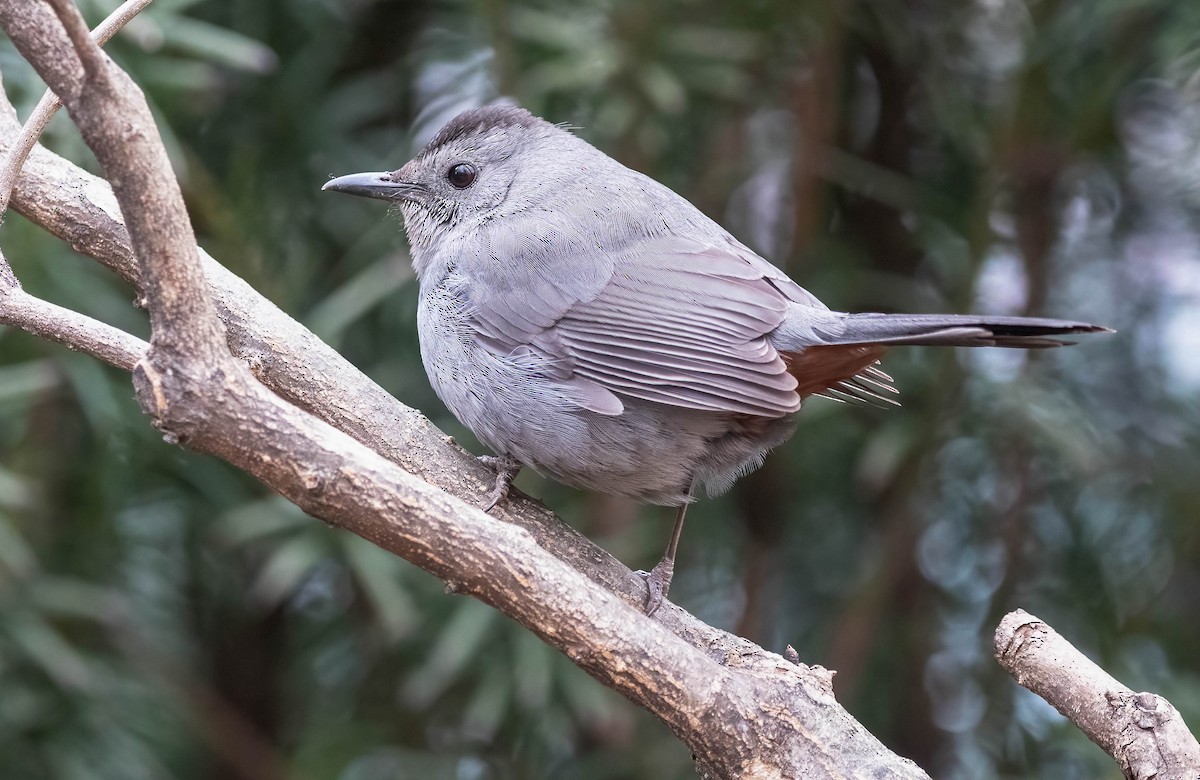 Gray Catbird - ML630384620