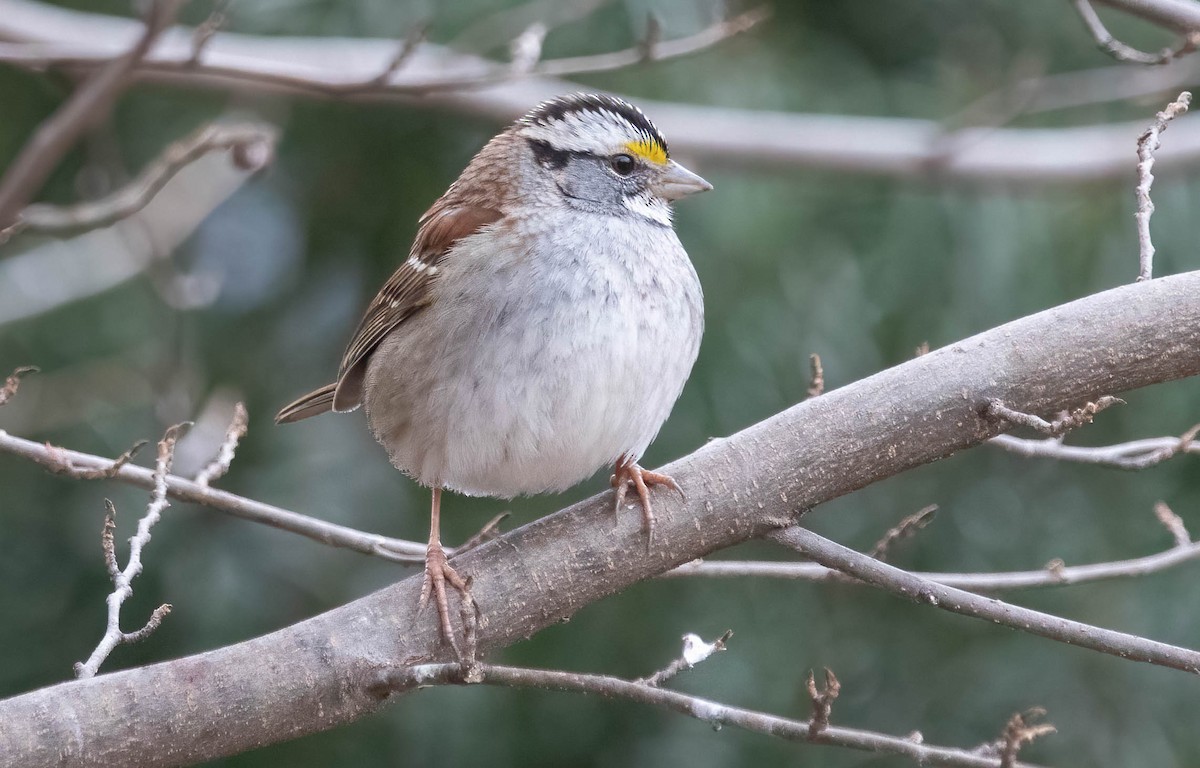 White-throated Sparrow - ML630384668