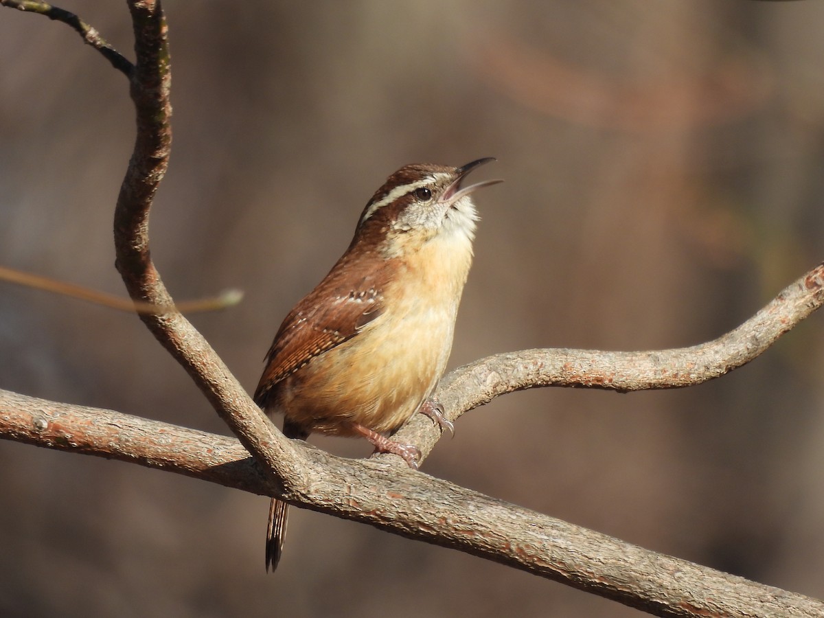 Carolina Wren - ML630384829