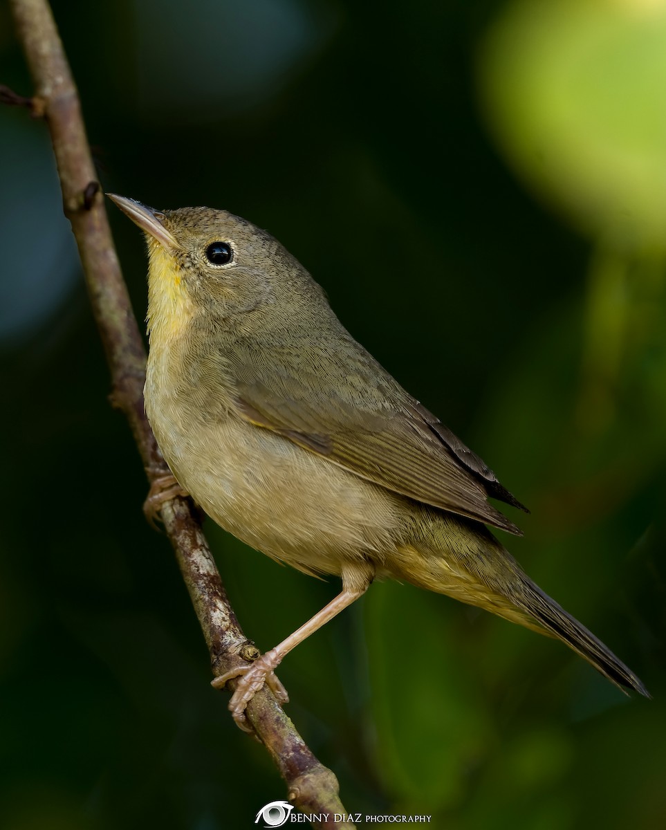 Common Yellowthroat - ML630384975