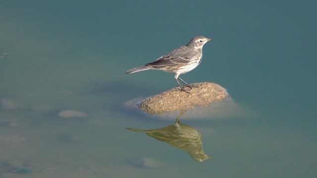 American Pipit - ML630385109