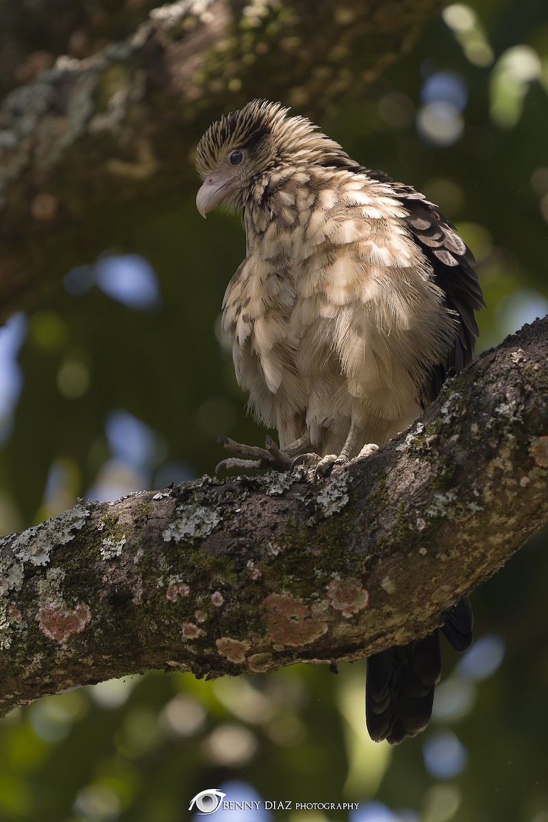 Yellow-headed Caracara - ML630385165